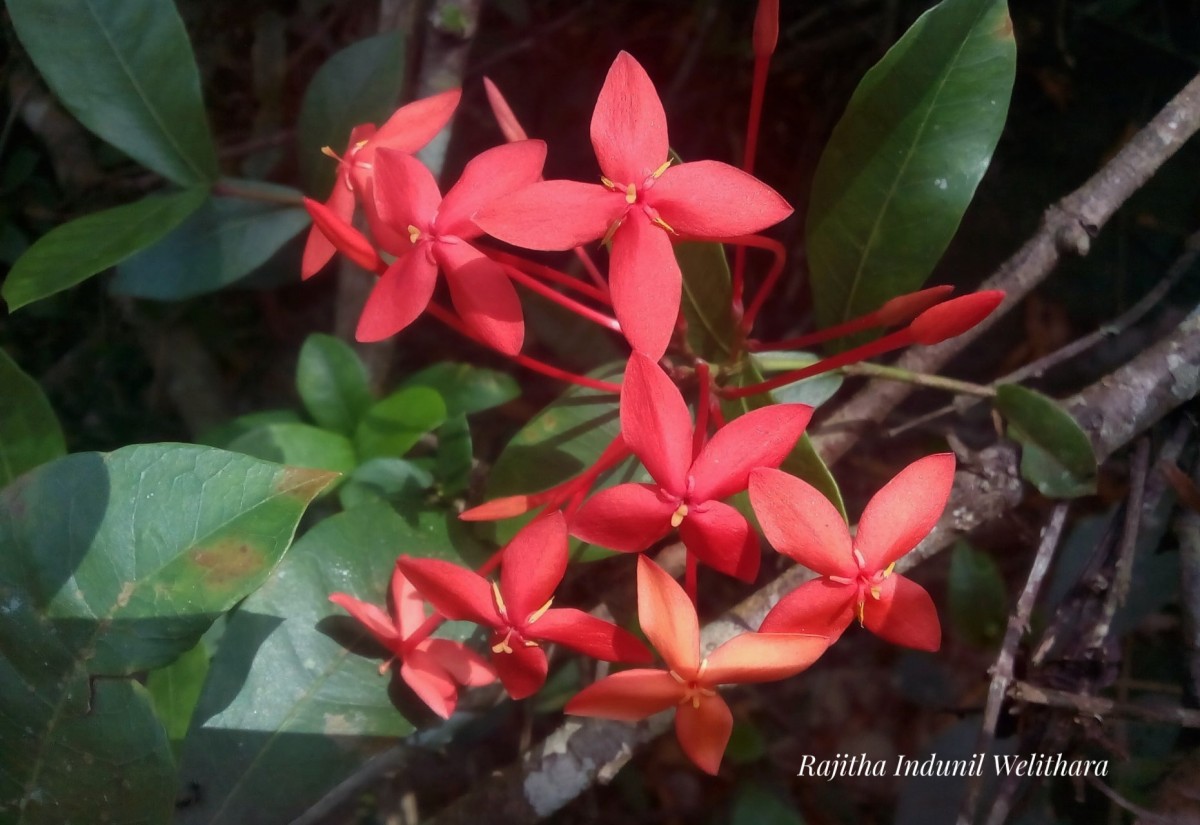 Ixora coccinea L.